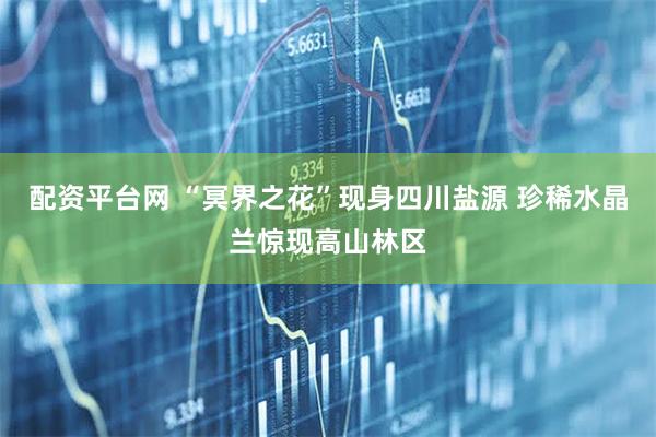 配资平台网 “冥界之花”现身四川盐源 珍稀水晶兰惊现高山林区